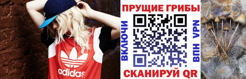 ОМГ ОМГ ссылка  Гусев  Псилоцибиновые грибы MAGIC MUSHROOMS 